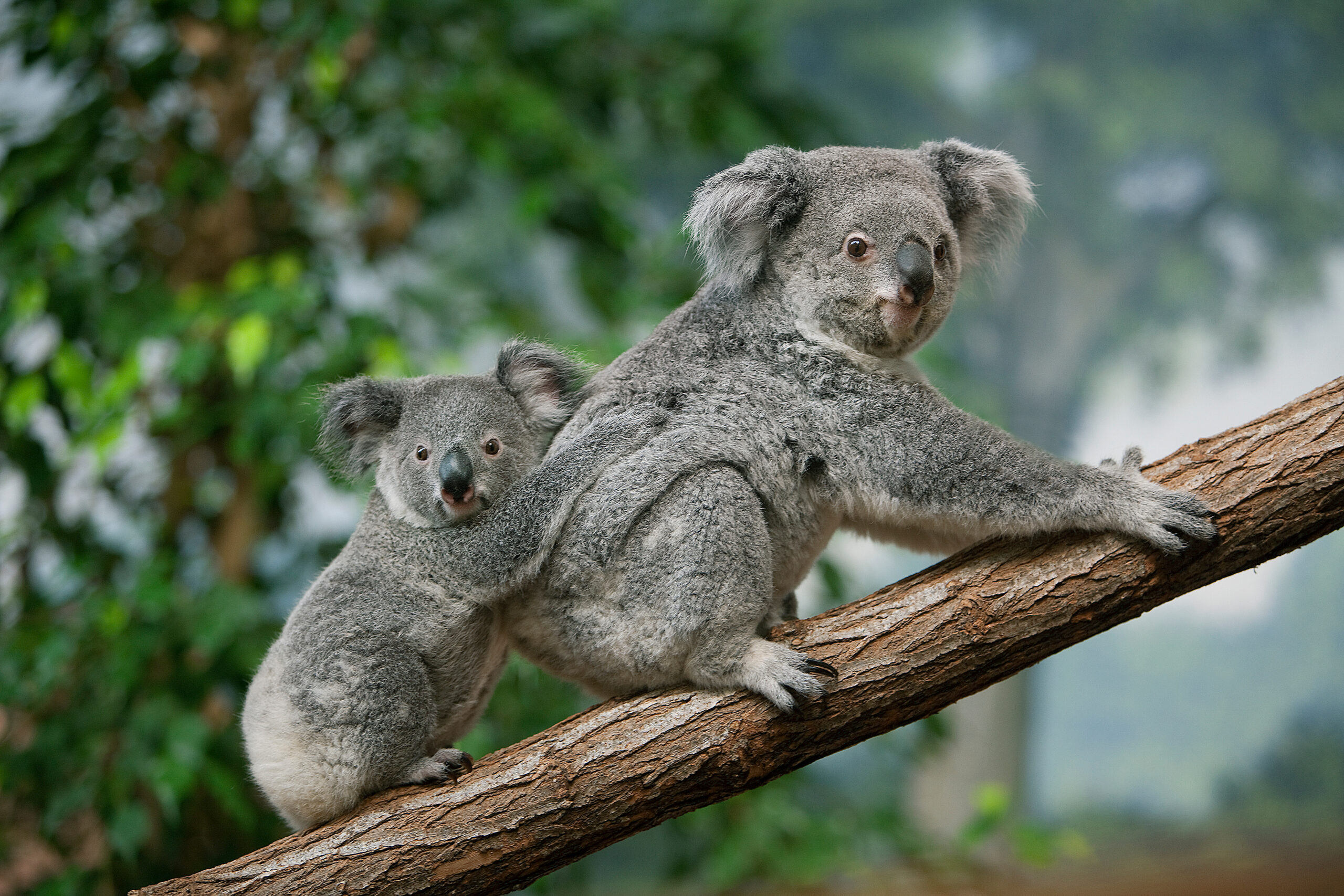 Koala Park Delay Sparks Hunger Strike