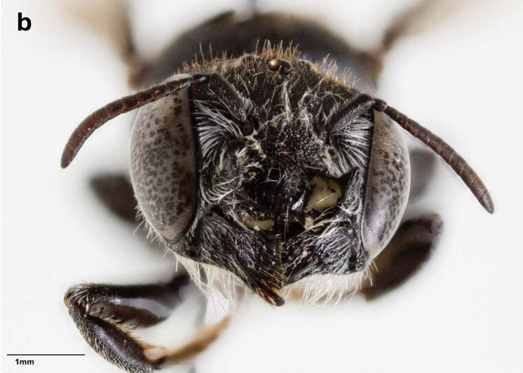 New horned ‘Lucifer’ bee species discovered in WA