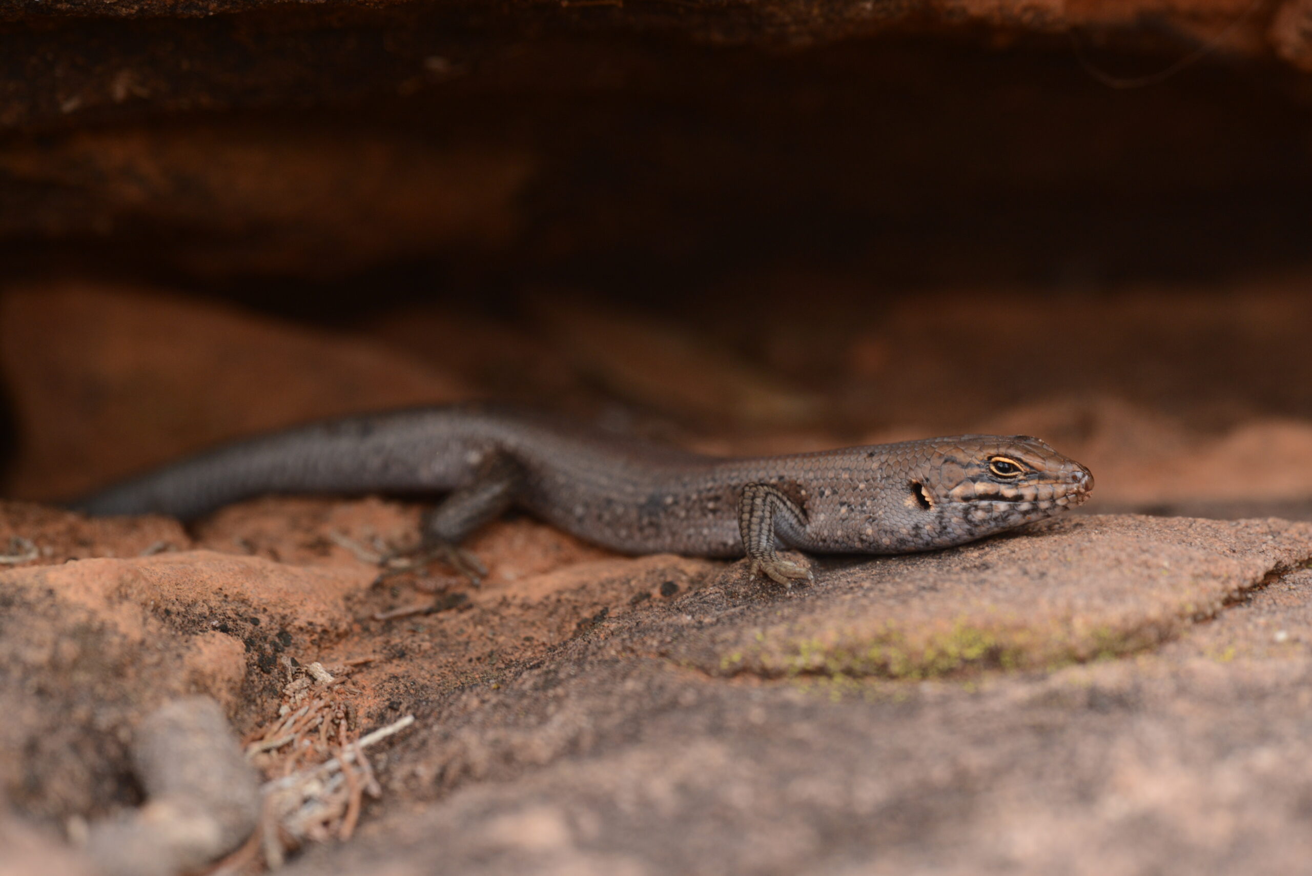 ‘The Hidden One’ – Extremely rare Australian lizard needs protection episode artwork