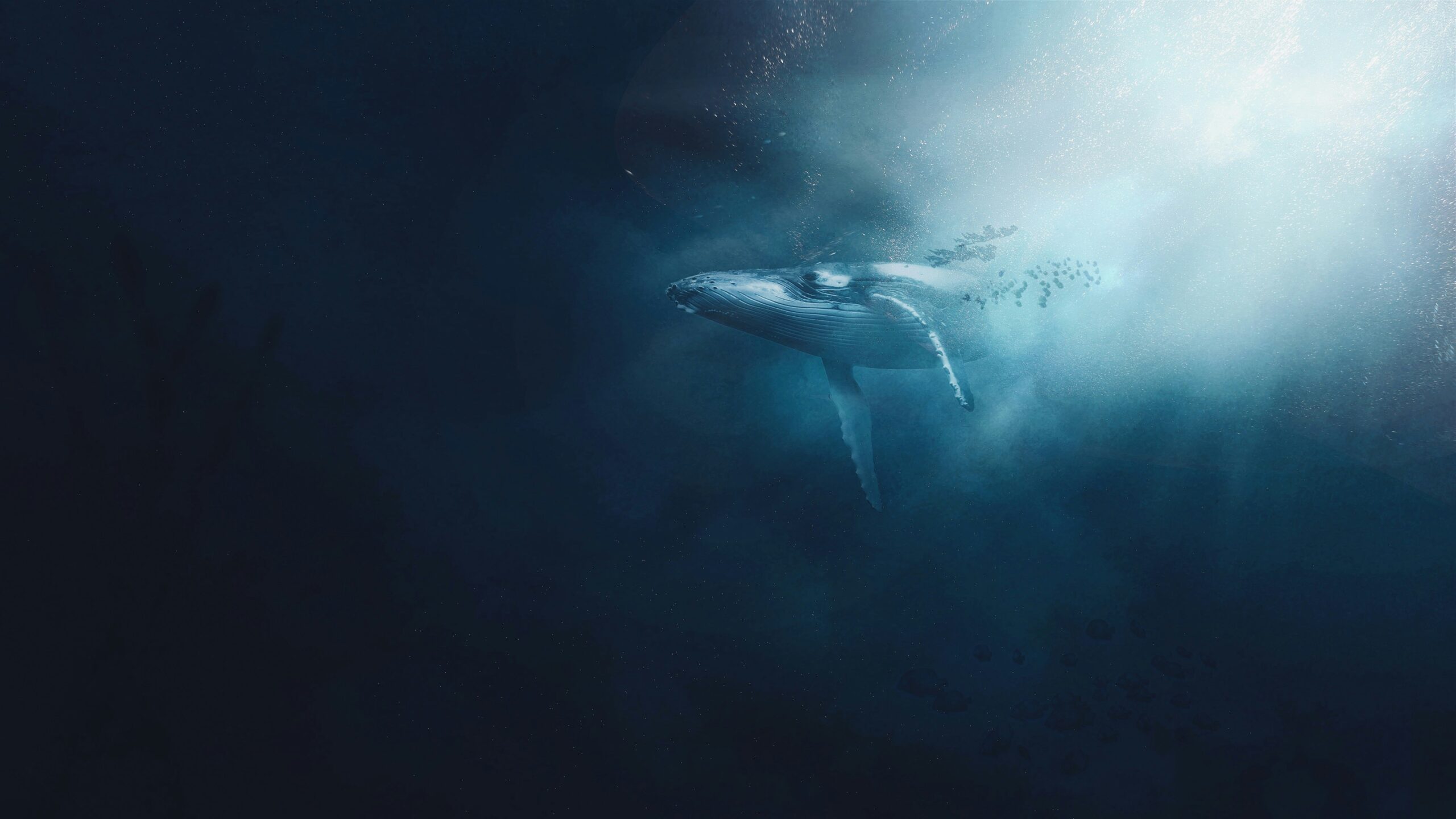 New UNSW tool helps detect rare whale calls episode artwork