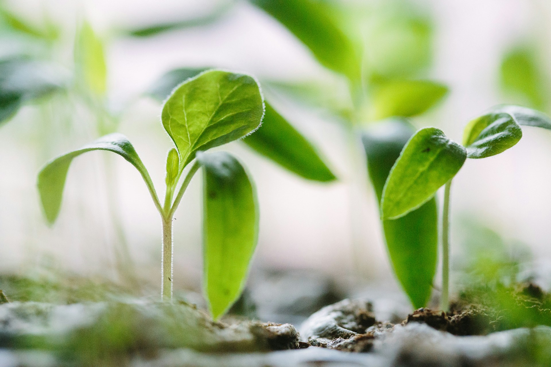 Community more empowered with eco-friendly sustainability episode artwork
